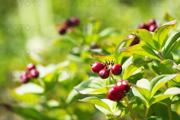 Blossoming rowan berries