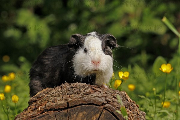 Guinea Pig pigs