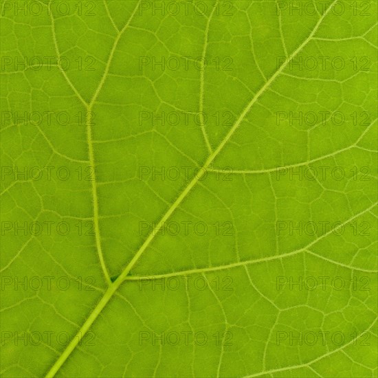 Green leaf texture