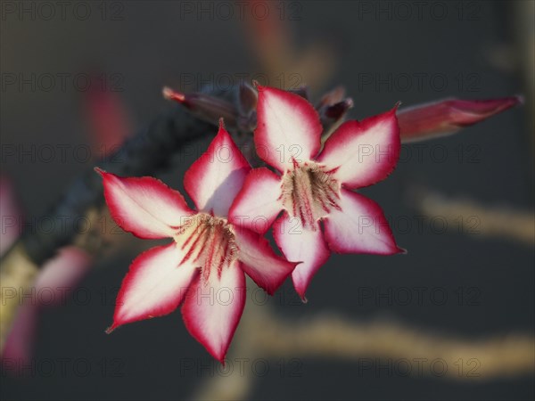 Impala lily