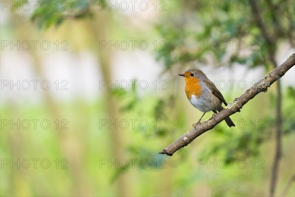 European robin