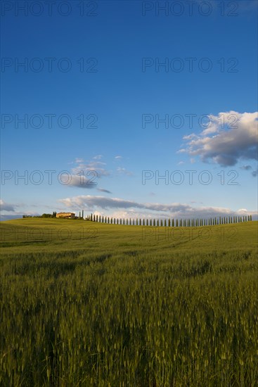 Farmhouse and cypresses