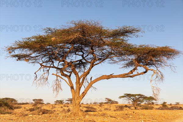 Tree in the savannah