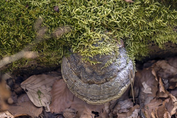 Common fire sponge