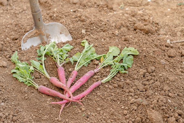 Bunch of radishes with a shovel in the background in an organic vegetable garden