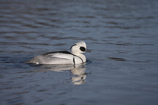 Smew