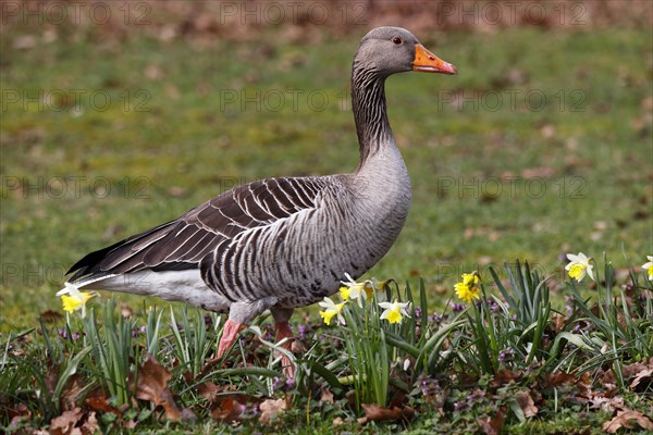 Greylag goose