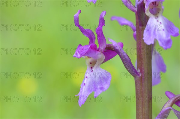 Early purple orchid