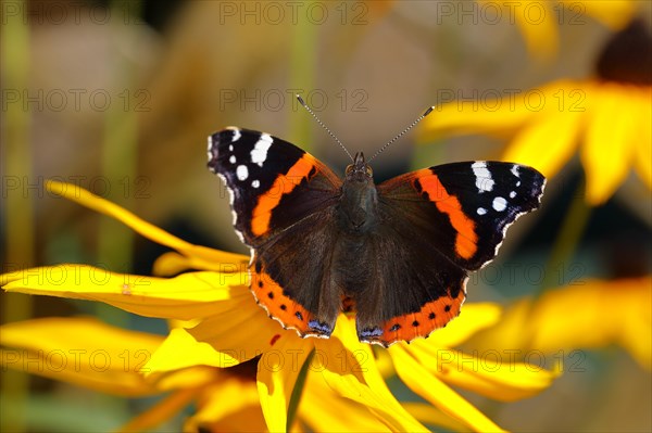 Red admiral