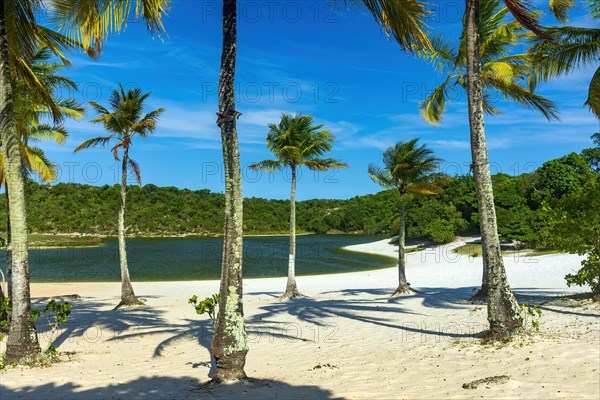 Famous Abaete lagoon in Salvador in Bahia with its coconut trees