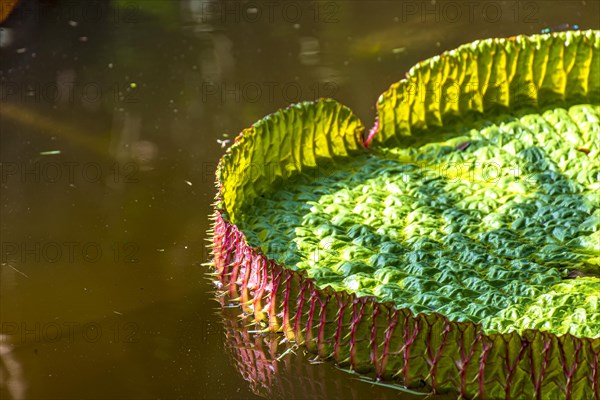 Water Lily typical of the Amazon with its characteristic circular shape floating on the calm waters of a lake