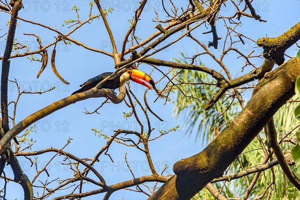 On toucan perched among tree branches during the afternoon on Minas Gerais state