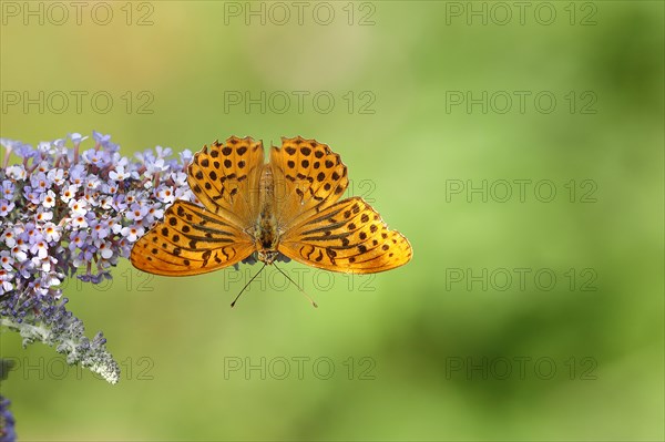 Silver-washed fritillary