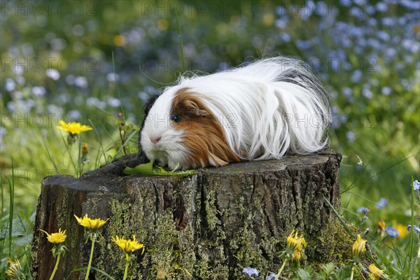 Guinea Pig pigs