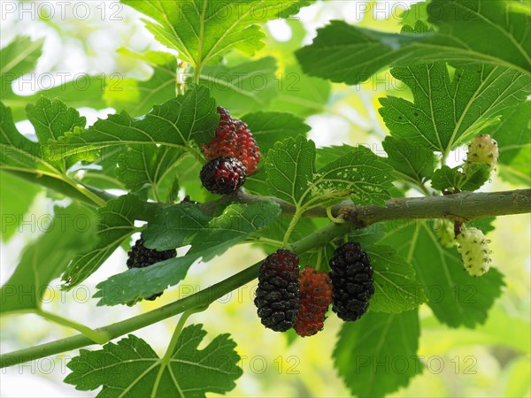 White mulberry