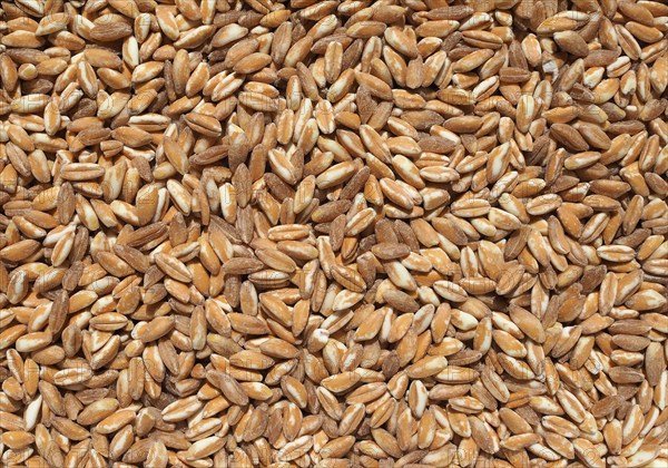 Emmer wheat cereals food