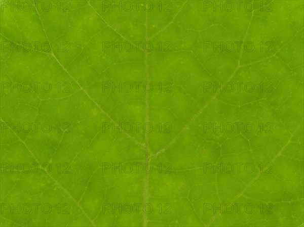 Green leaf texture