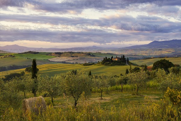 Farmhouse and cypresses