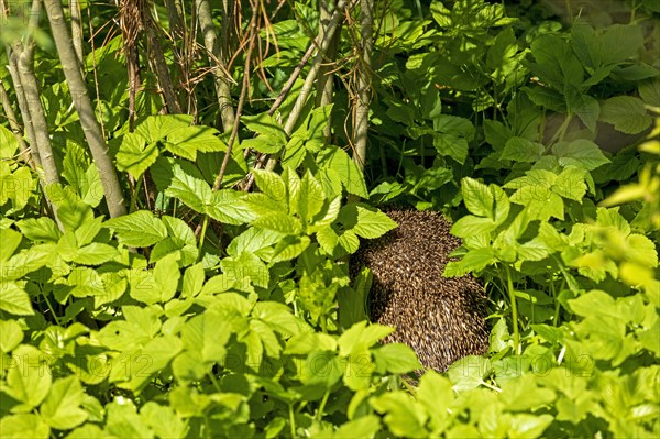 Hedgehog