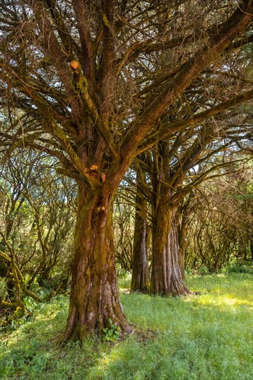 Footpath through laurel forest in a lush green landscape in La Llania on El Hierro