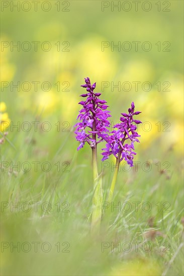 Early purple orchid