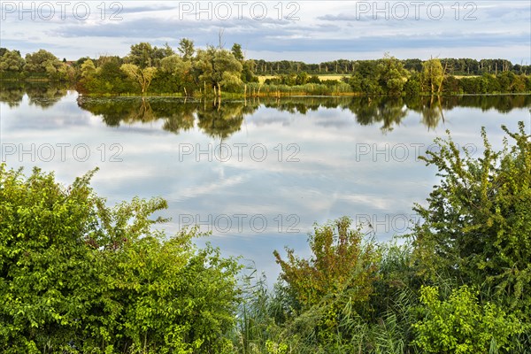 The nature reserve Gmuender Au and the river Alte Donau