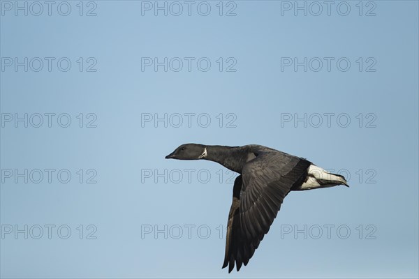 Brent goose