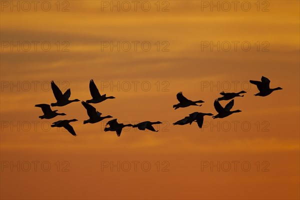 Greylag goose