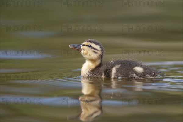 Mallard duck