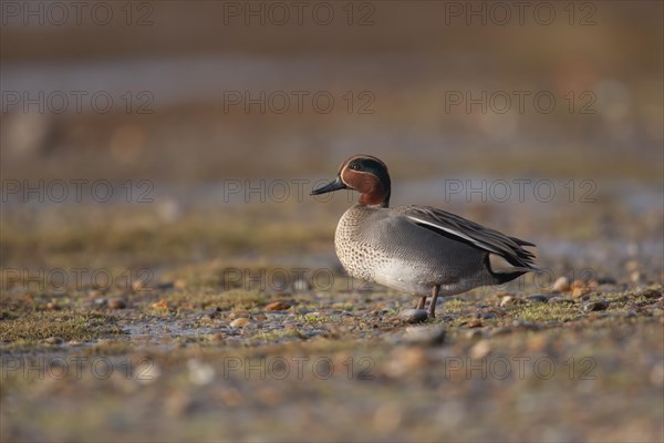 Common teal