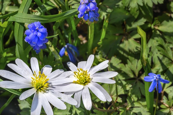 Anemone blanda and