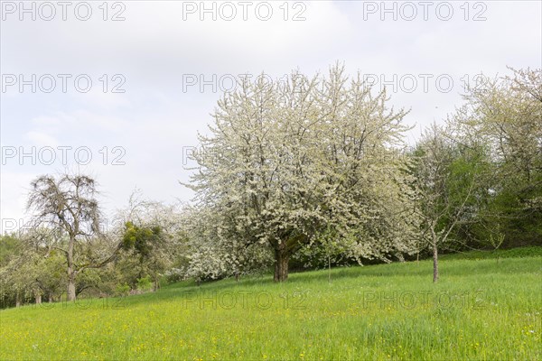 Flowering old cherry