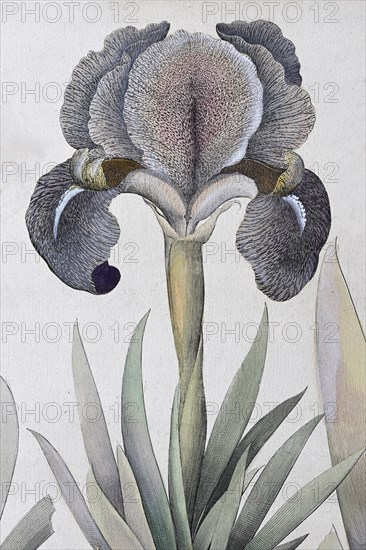 Irises