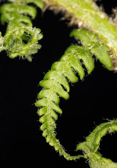 Male-fern