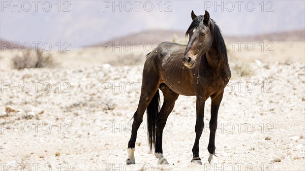 Wild horse