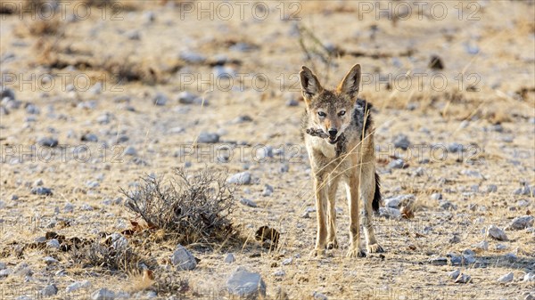 Black-backed jackal