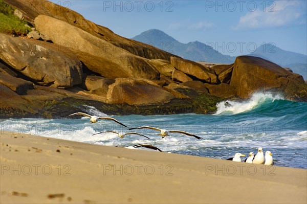 Seagulls flying over the sand of the beach with the sea