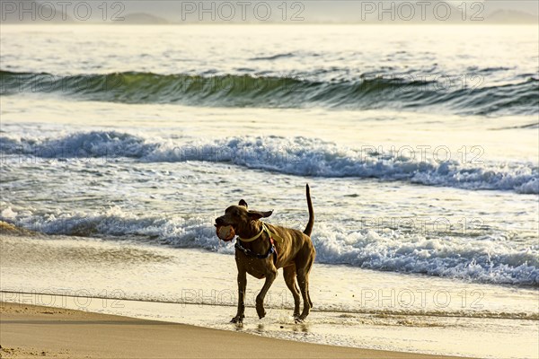 Dog running and playing on the edge of Ipanema beach in Rio de Janeiro on a summer morning