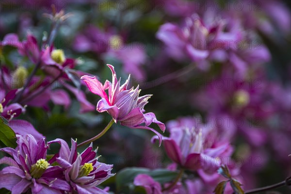 Pink and white flowering woodland vines