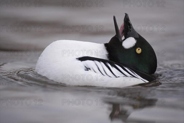 Goldeneye adult male duck