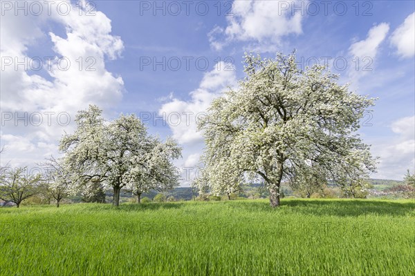 Pear trees