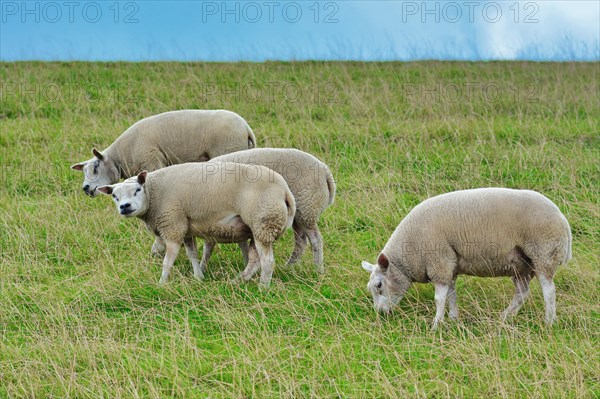 Texel sheeps