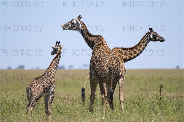 Masai giraffe