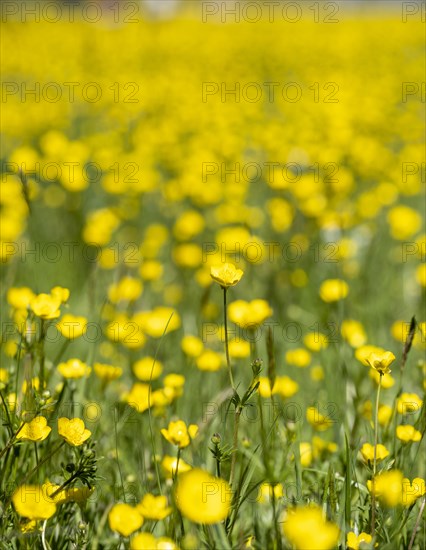 Buttercups