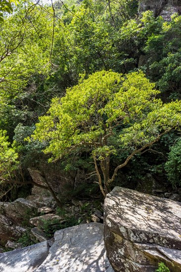 Forest vegetation mixing with rocks in the Brazilian Cerrado