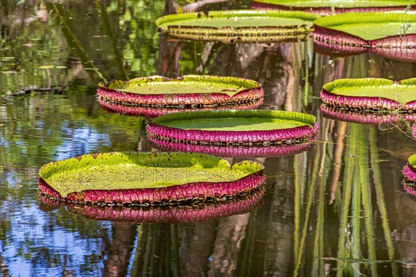 Water Lily typical of the Amazon with its characteristic circular shape floating on the calm waters of a lake