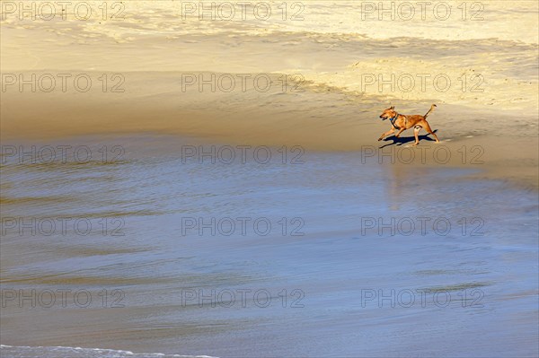 Dogs running and playing on the beach sand in the morning in Ipanema