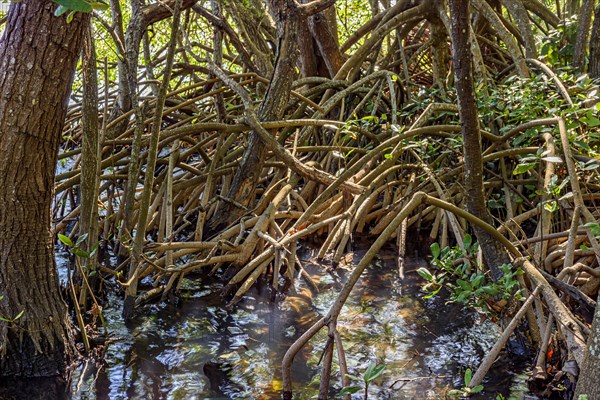 Dense vegetation in the tropical mangrove forest with its roots meeting the sea water with the rivers and lakes of Brazil