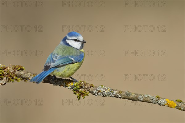Blue Tit