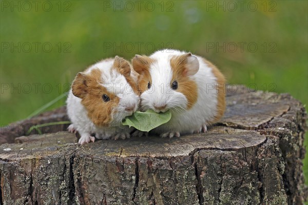 Guinea Pig pigs